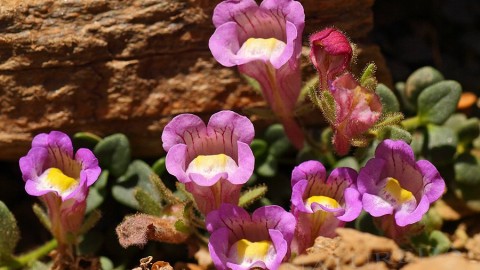 Botanical endemisms of Sierra Nevada