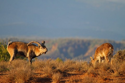 Photograph the Spanish goat in Sierra Nevada