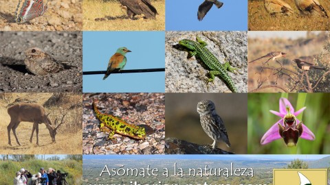 Iberian Nature – Nature Guides Services.