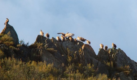 Vultures Land