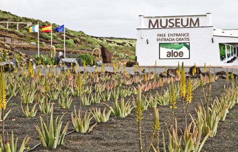 Aloe Plus Lanzarote