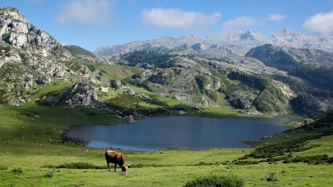 Picos de Europa: stories of lakes & cheeses